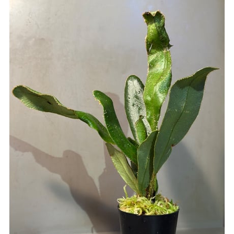 (Lサイズ) Elaphoglossum apodum [ECUAGENERA]