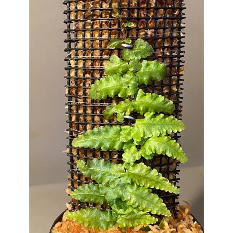 Teratophyllum "Birdwing-fern" from Bentong [AZ0117-3]