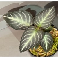 Gesneriaceae gen. from Kalimantan Barat