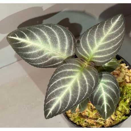 Gesneriaceae gen. from Kalimantan Barat