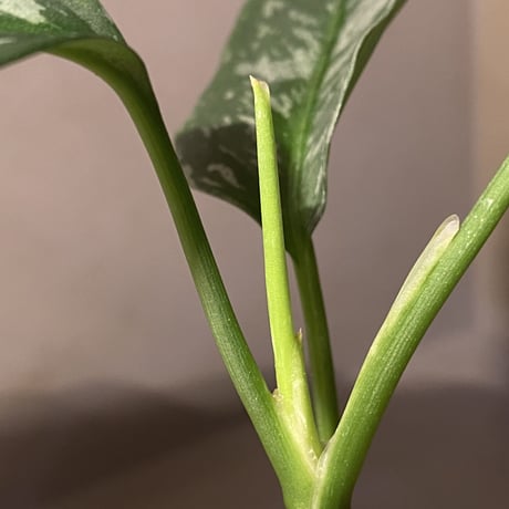 Aglaonema pictum "しるば〜らいん" from Aceh sumatera [LA1218-01b] グリーンマルシェ No.5