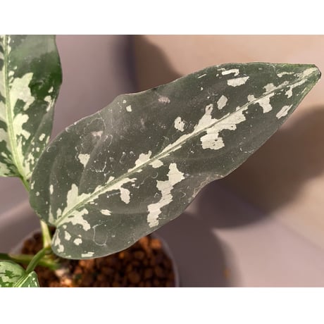 Aglaonema pictum A "しるば〜らいん" Aceh sumatera [LA1117-05j]