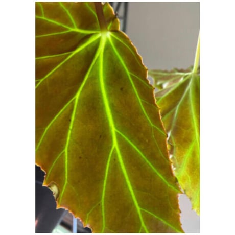 Begonia cf. laruei from Aceh sumatera [LA0216-02]