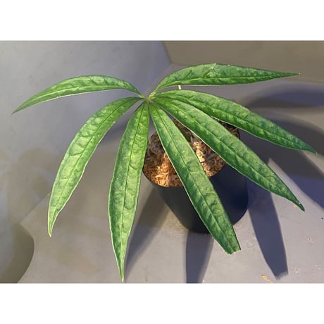 Anthurium polyschistum from Napo Ecuador [tanakay]