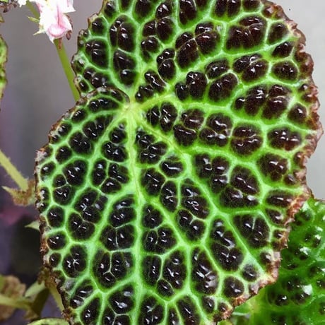 Begonia sp. from Kapuas hulu sumatera