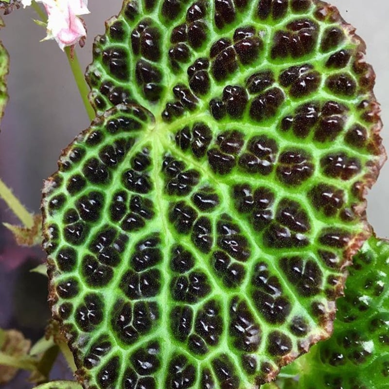 Begonia sp. from Kapuas hulu West Kalimantan |  新春特価 限定5