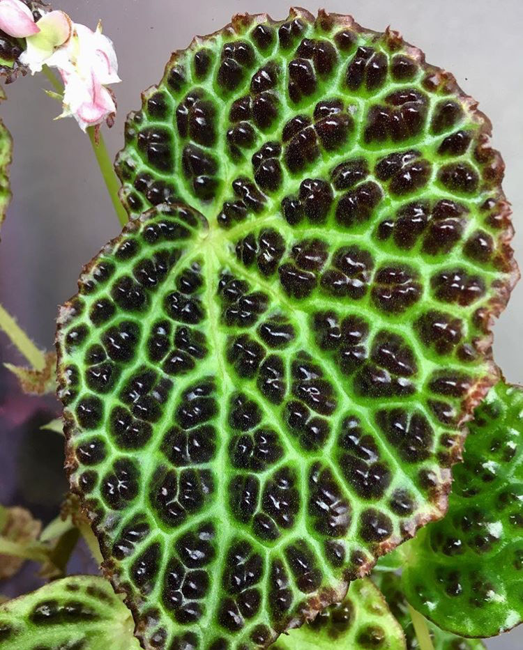 専用❣️Begonia sp.Kapuas hulu 卵銅葉　美株　ベゴニア 新春特価 限定5株❣️Begonia sp.Kapuas hulu 卵銅葉 D - メルカリ