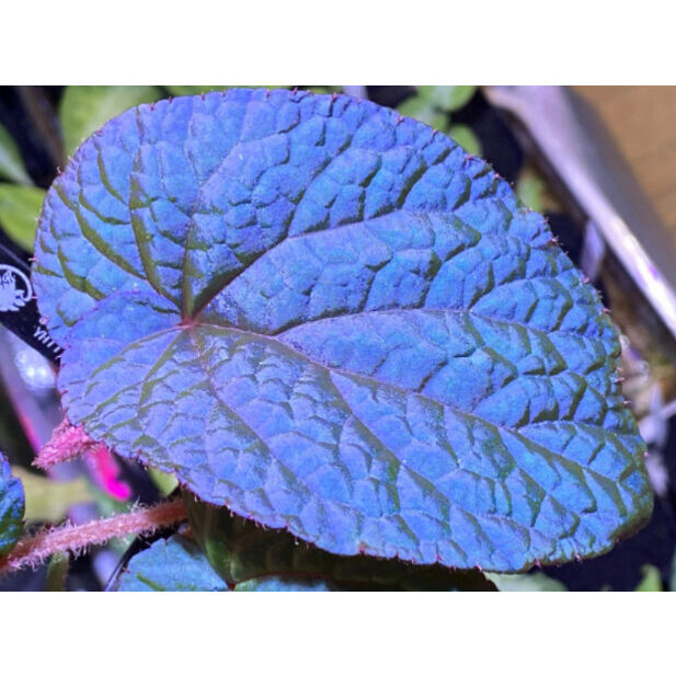 Begonia sp. from Bac Kan [YH1117] TK | M・R・G・R