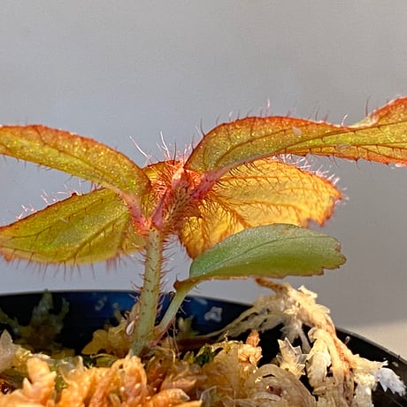 Begonia sp. from "Mentarang" Malinau Kalimantan utara [TB]