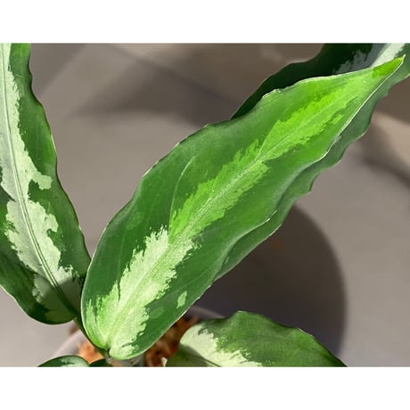 Aglaonema pictum from Aceh Sumatra [T-010519-b-2]