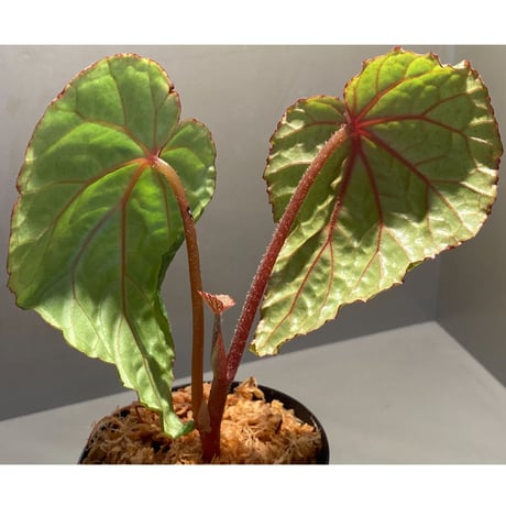 Begonia sp. from Na Hang ベトナム北部産 [TK]