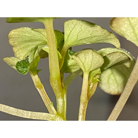 Peperomia sp. from Iquitos Peru [tanakay]