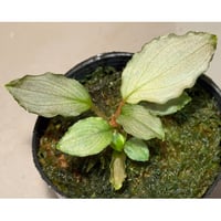Homalomena sp. 