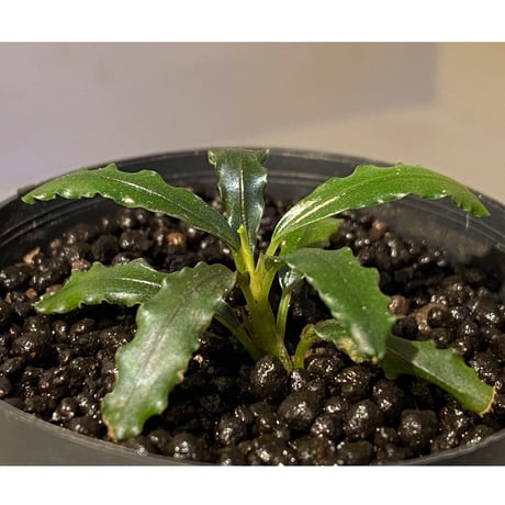 Bucephalandra micrantha "Kayulapis 1" [TB]