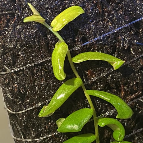 Marcgravia sp. from Colombia [LA0316-03]
