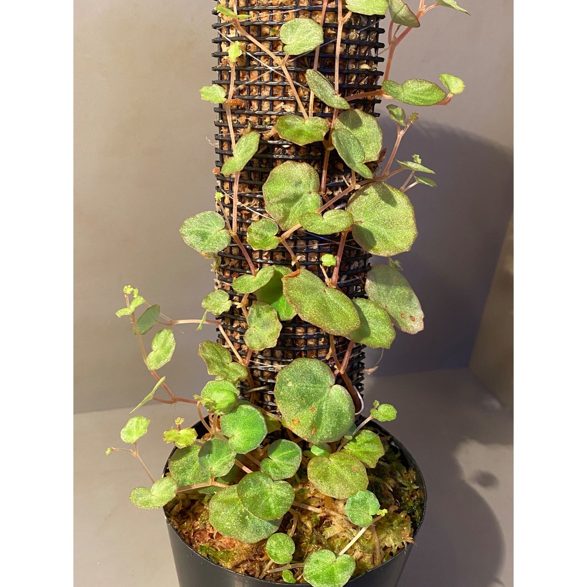 専用！Begonia atricha ベゴニア アトリカ 美株❣️原種 増殖株