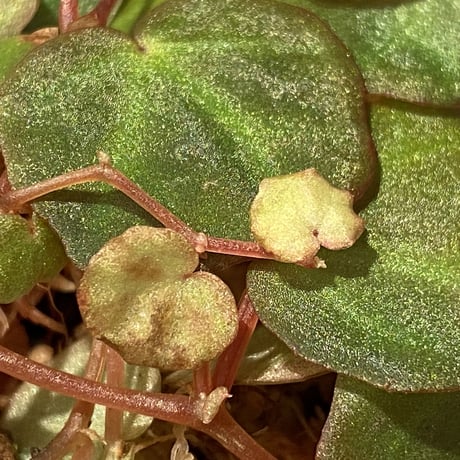 Begonia lichenora (sp.Mini) from Kalimantan Sarawak border [LA]