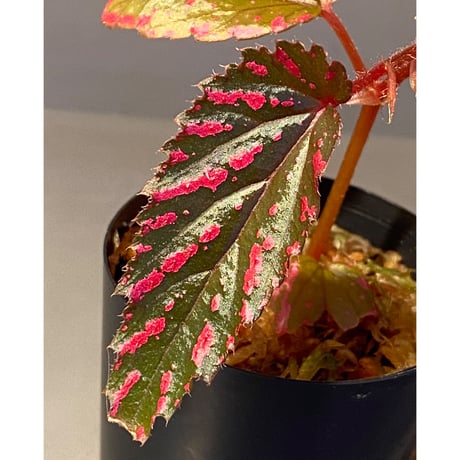 Begonia brevirimosa