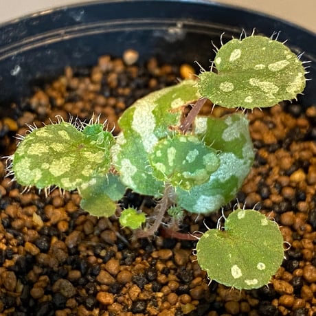 Begonia austroguangxiensis　from Gvangjsih Bouxcuengh Swcigih China