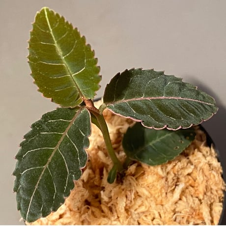 Labisia sp. from Riau Sumatera