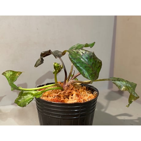 Cryptocoryne nurii "Lga-9" Pulau Lingga [HW0622-14]
