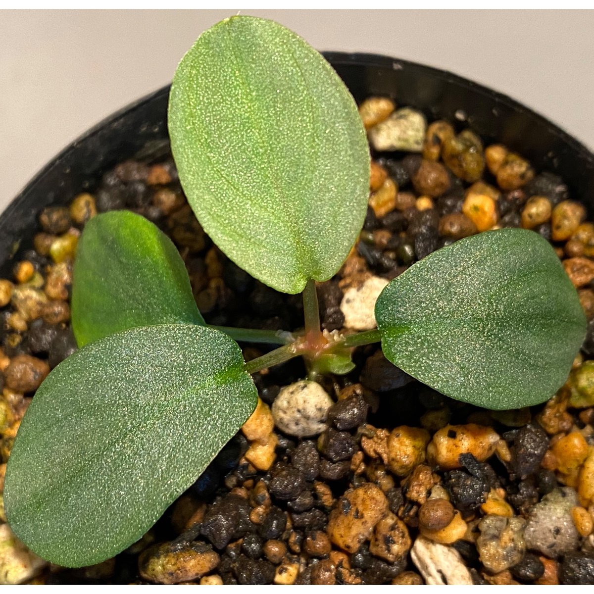 Homalomena sp.