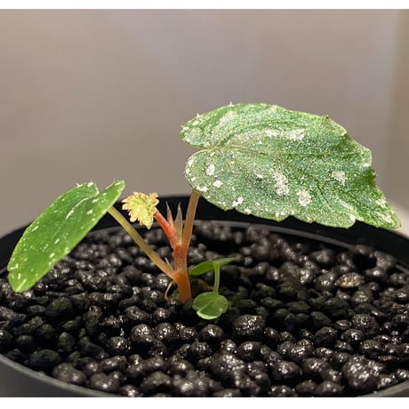 Begonia handelii var. prostrata from Viet Nam