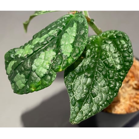 Elatostema sp. (Sri Lanka?)