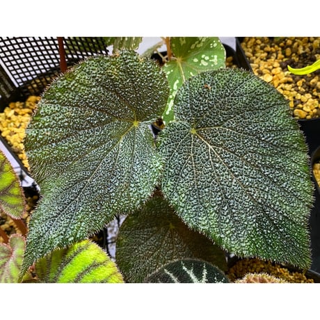 Begonia sp. from Viet Nam