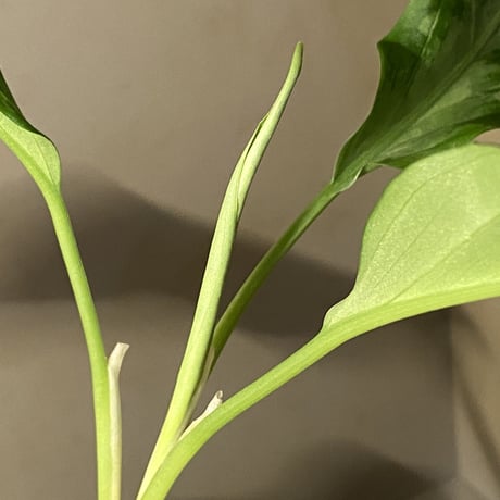 Aglaonema pictum A from Aceh sumatera [LA1115-03 i] ②