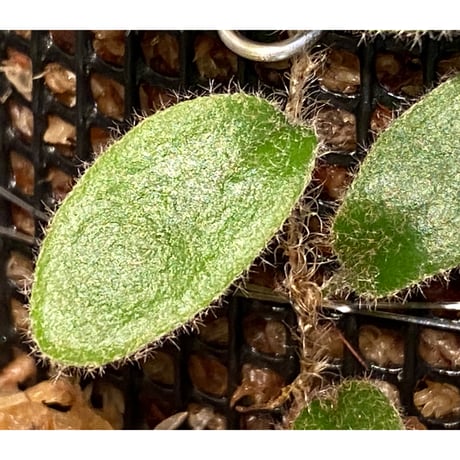 Pyrrosia nummularifolia from Santa Fe Luzon Philippines [KSB]