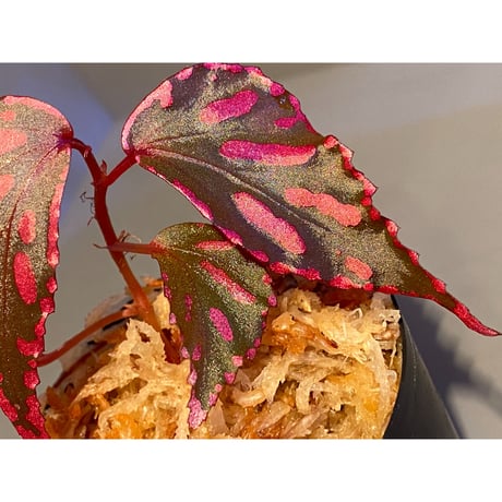 Begonia sp. ぼっち株 from Julau [R1214-01b]