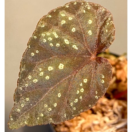 Begonia integrifolia from  Satun Thailand