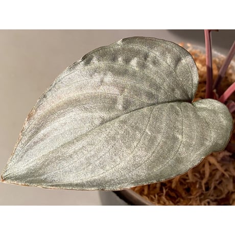 (大株) Homalomena sp. "STRONG ZERO" from P.Lingga[AZ0917-1]
