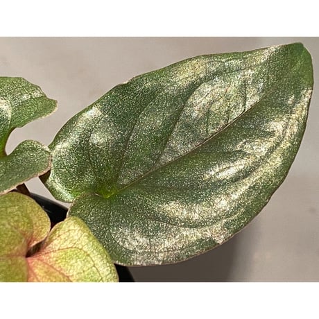Syngonium sp. from Choco Colombia [tanakay]