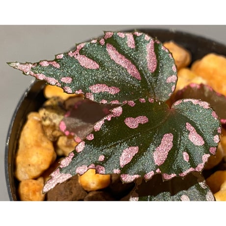 Begonia sp. ぼっち株 from Julau [R1214-01b]