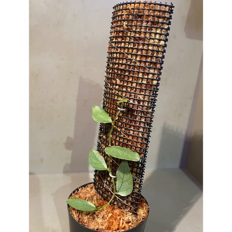 Ficus sp. "Muara wahau" white Kalimantan timur [TB]