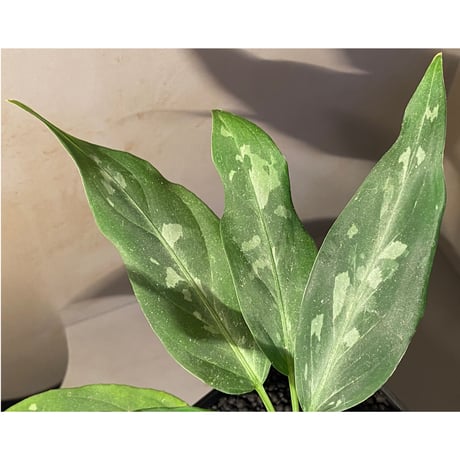 Aglaonema pictum A from Aceh sumatera [LA1115-03 i]