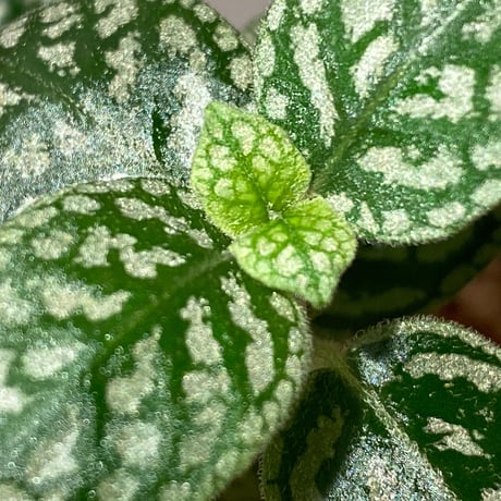 Argostemma sp. "Diamond Leaf" from Sanggau
