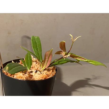 Medinilla sp. from Bukidnon 1.300m Mindanao Philippines