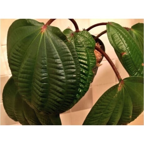 Phyllagathis rotundifolia [STRINGE PLANTS]
