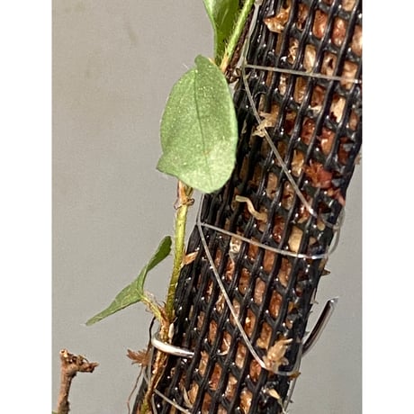 Ficus sp. from Murung raya [LA0515-05]