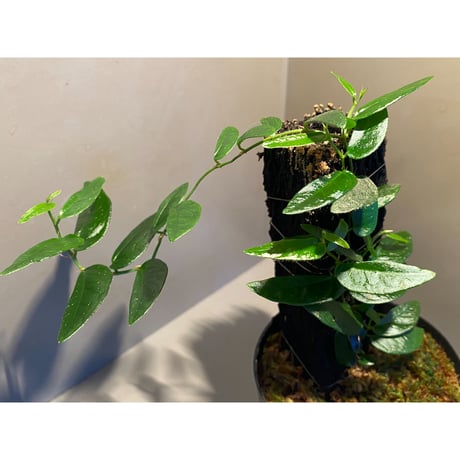 Ficus sp. from Bau