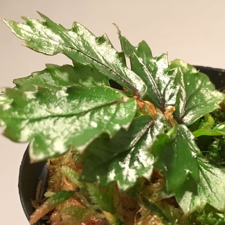 Begonia sp. from Papua New Guinea