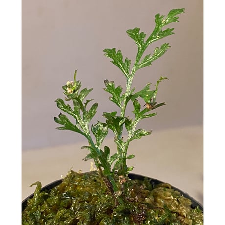 Bolbitis heteroclita cuspidata