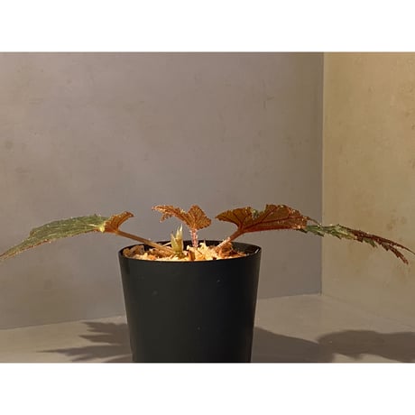 Begonia cv. Jaggy [LA0314-00-f1]