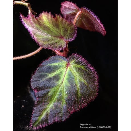 Begonia sp. from Sumatera Utara [HW0816-01]
