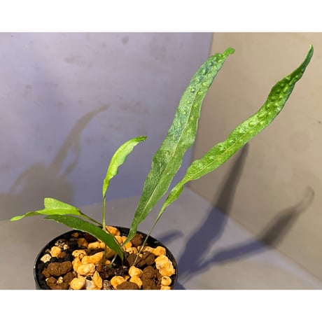Lepisorus uchiyamae (コウラボシ) 奄美大島