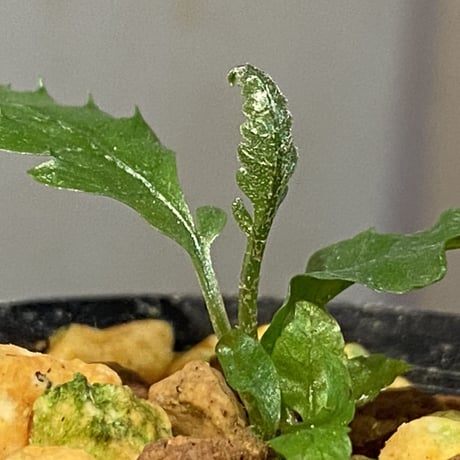 Bolbitis subcardata 西表島産