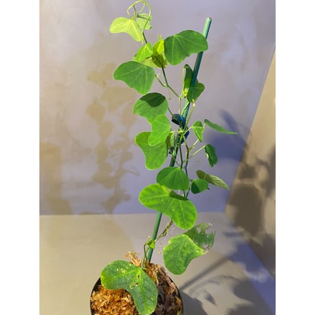 Passiflora apetala from Costa Rica